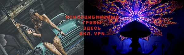 прущие грибы Горно-Алтайск